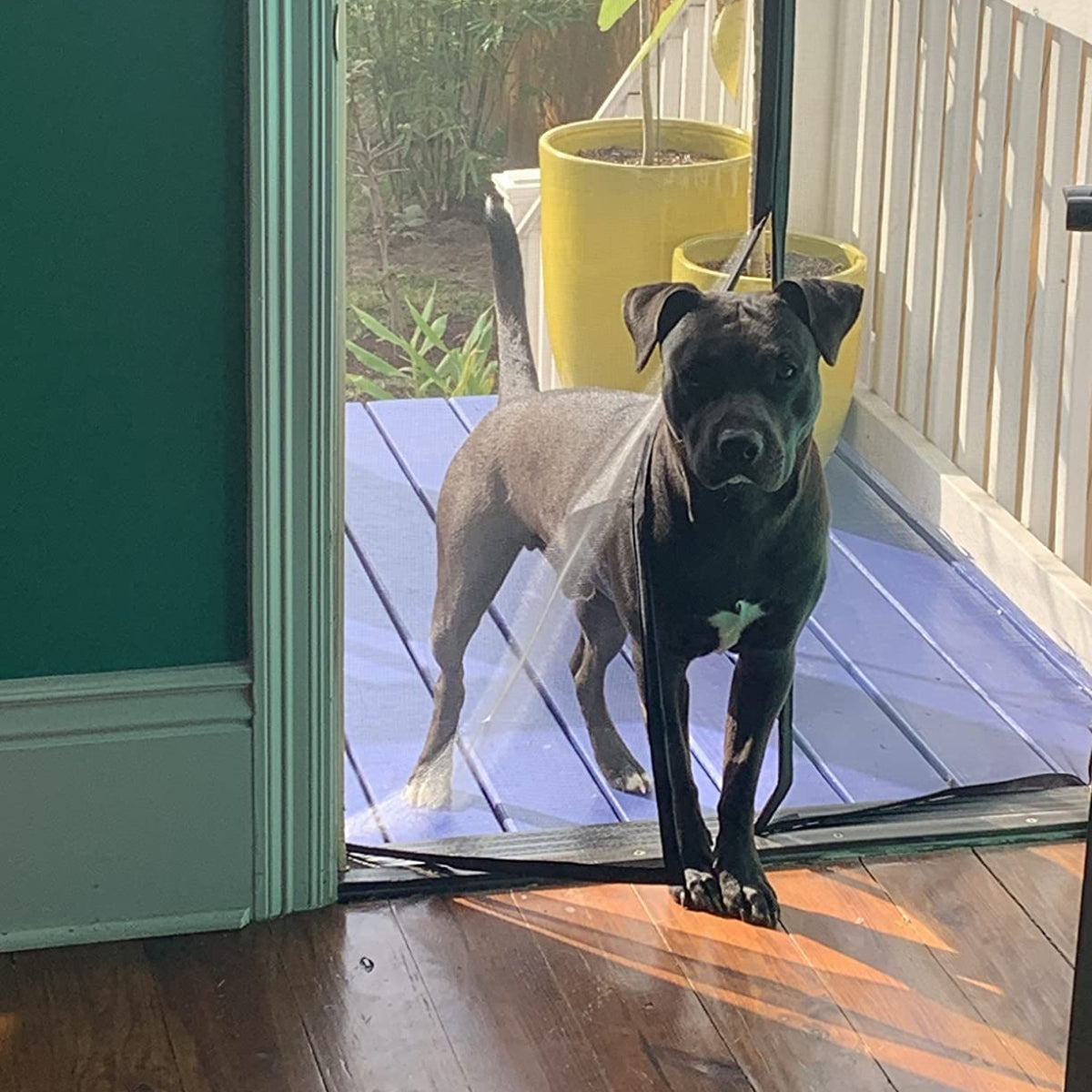 Coverwith magnetic screen door for pets - Pet_Friendly_Design
