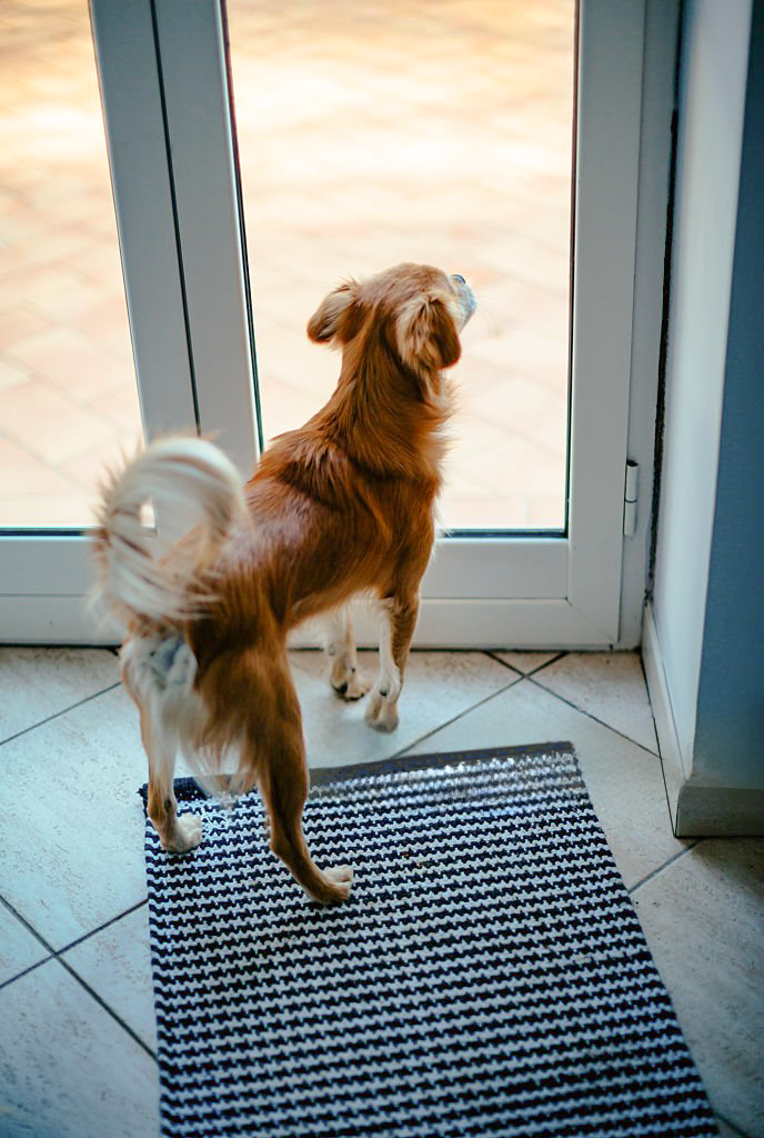 Coverwith magnetic screen door for pets - Stronger_Magnets_Tougher_Fabric_Endless_Playtime.-mobile