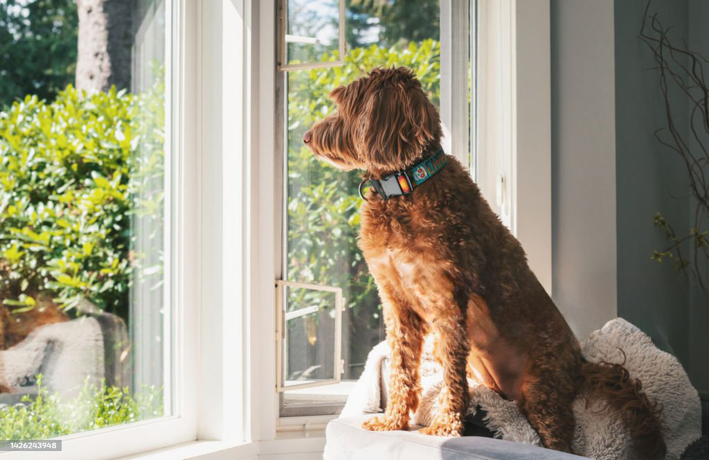 Coverwith magnetic screen door for pets - Stronger_Magnets_Tougher_Fabric_Endless_Playtime.